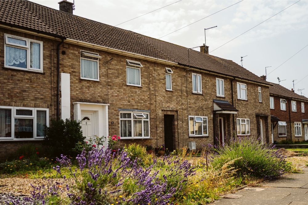 A row of brick terraced houses with purple flowers in the front garden